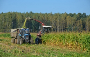 На Быховщине активно убирают кукурузу на силос
